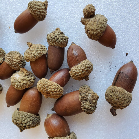 Real ACORNS for fall and Thanksgiving, table scatter, home decor, I spy trinkets and more