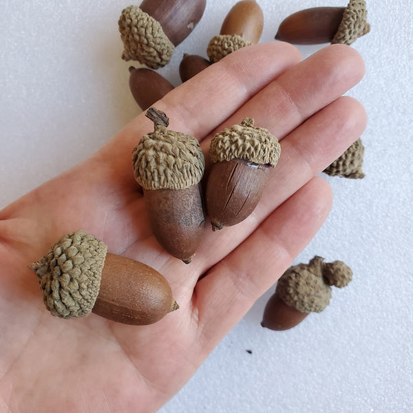 Real ACORNS for fall and Thanksgiving, table scatter, home decor, I spy trinkets and more